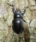 Lucanus cervus